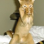 48197-pray_project_desires_universe