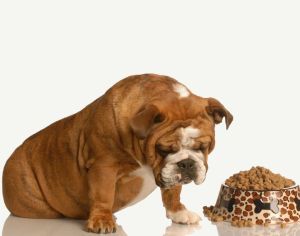 4184268 - finicky or picky bulldog pouting beside full bowl of dog food