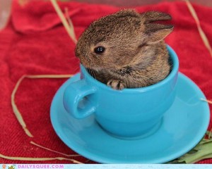 cute bunny (c) icanhascheesburger.com